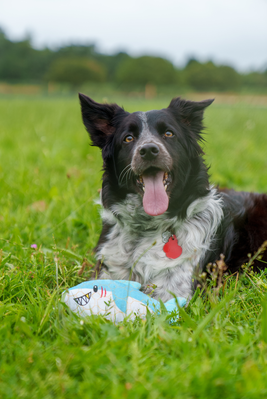 Bite Force Kevlar pehme mänguasi koertele, hai - Image 5