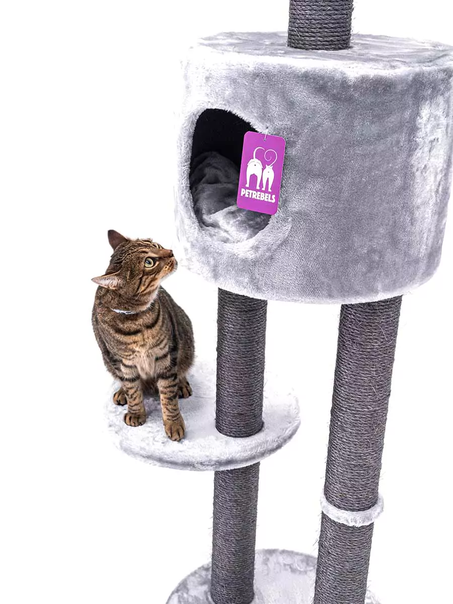 Petrebels Anna 240 kraapimispuu kassidele - Image 4