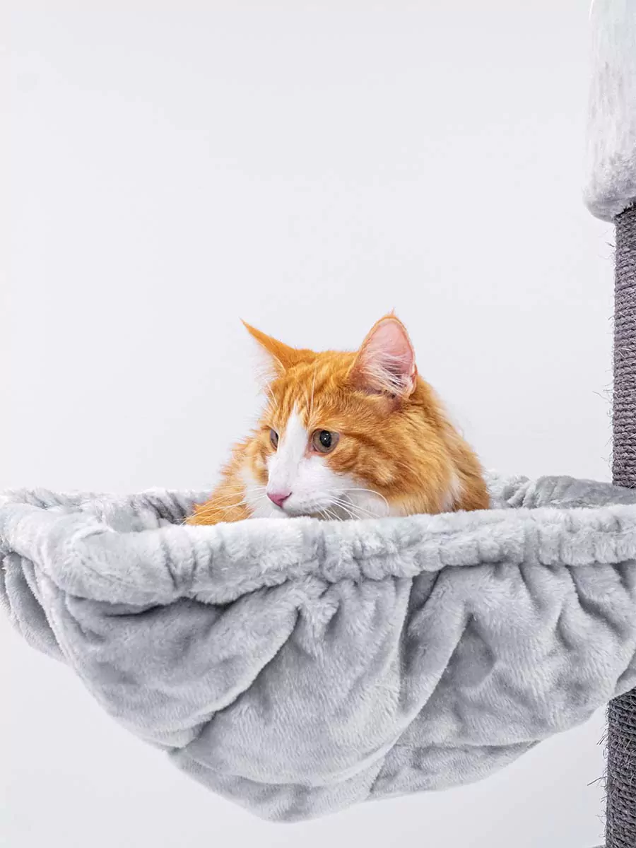 Petrebels Alexis 224 kraapimispuu kassidele - Image 6