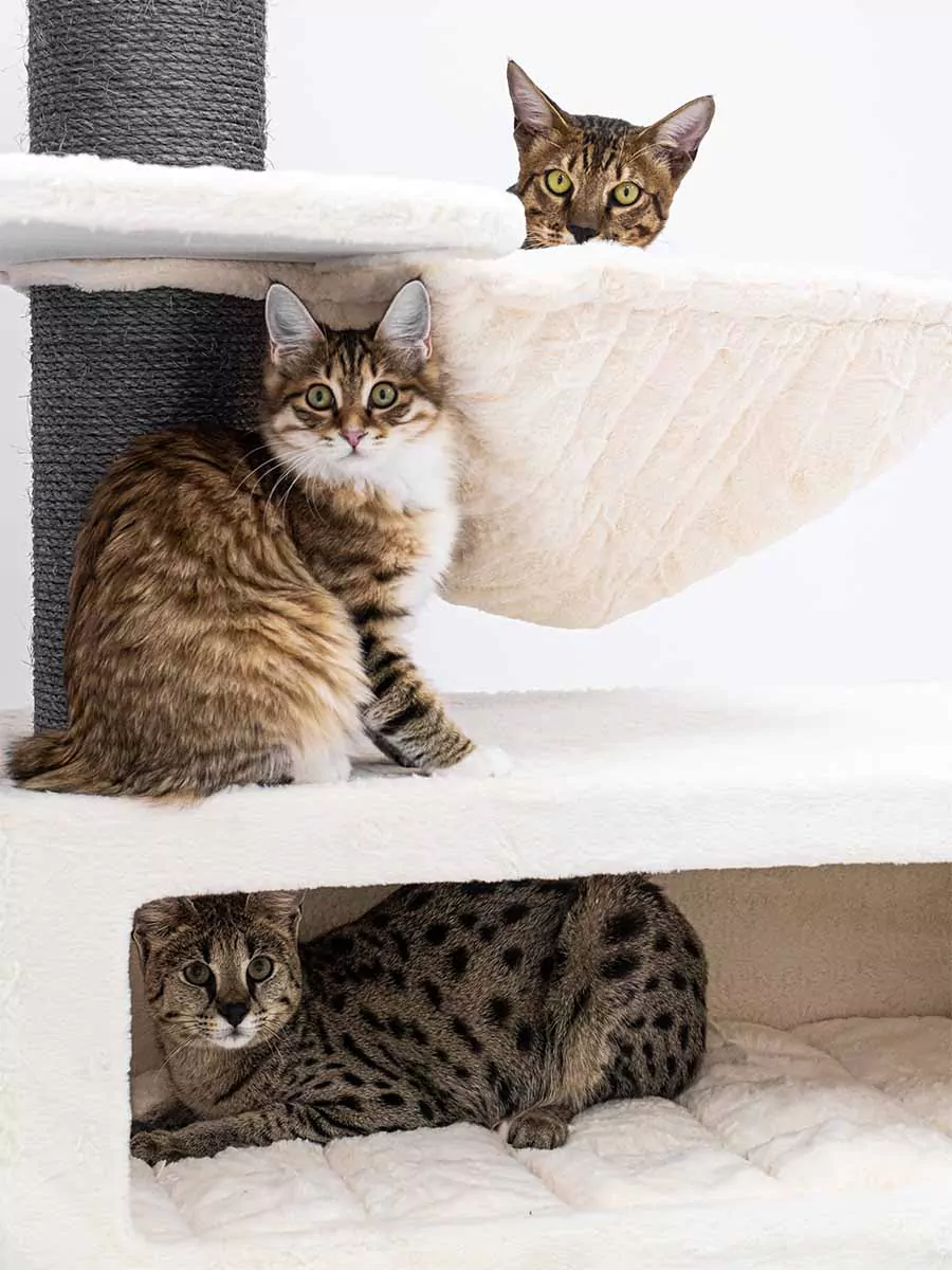 Petrebels Alley 200 kraapimispuu kassidele - Image 4