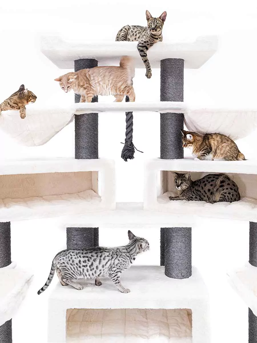 Petrebels Alley 200 kraapimispuu kassidele - Image 5