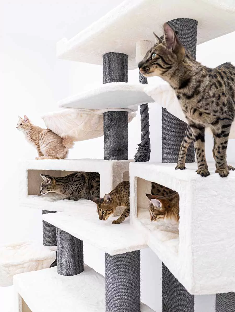 Petrebels Alley 200 kraapimispuu kassidele - Image 3