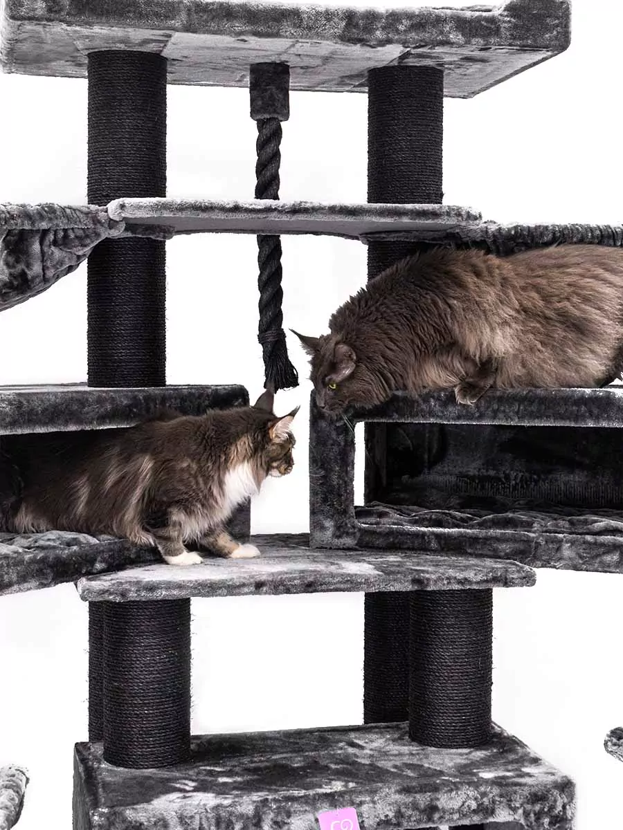 Petrebels Alley 200 kraapimispuu kassidele - Image 10