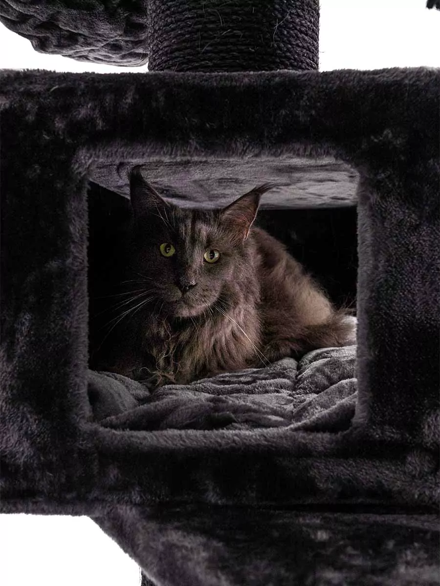 Petrebels Alley 200 kraapimispuu kassidele - Image 8