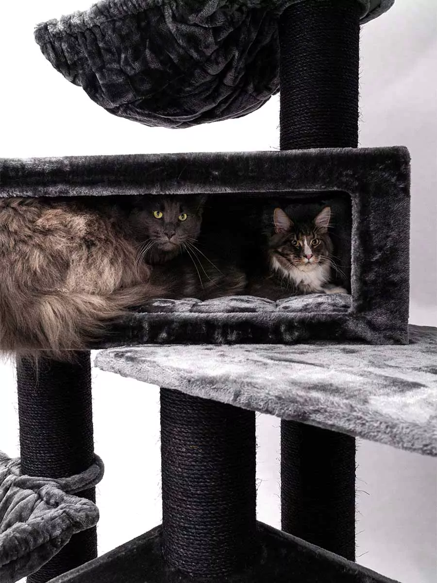 Petrebels Alley 200 kraapimispuu kassidele - Image 9