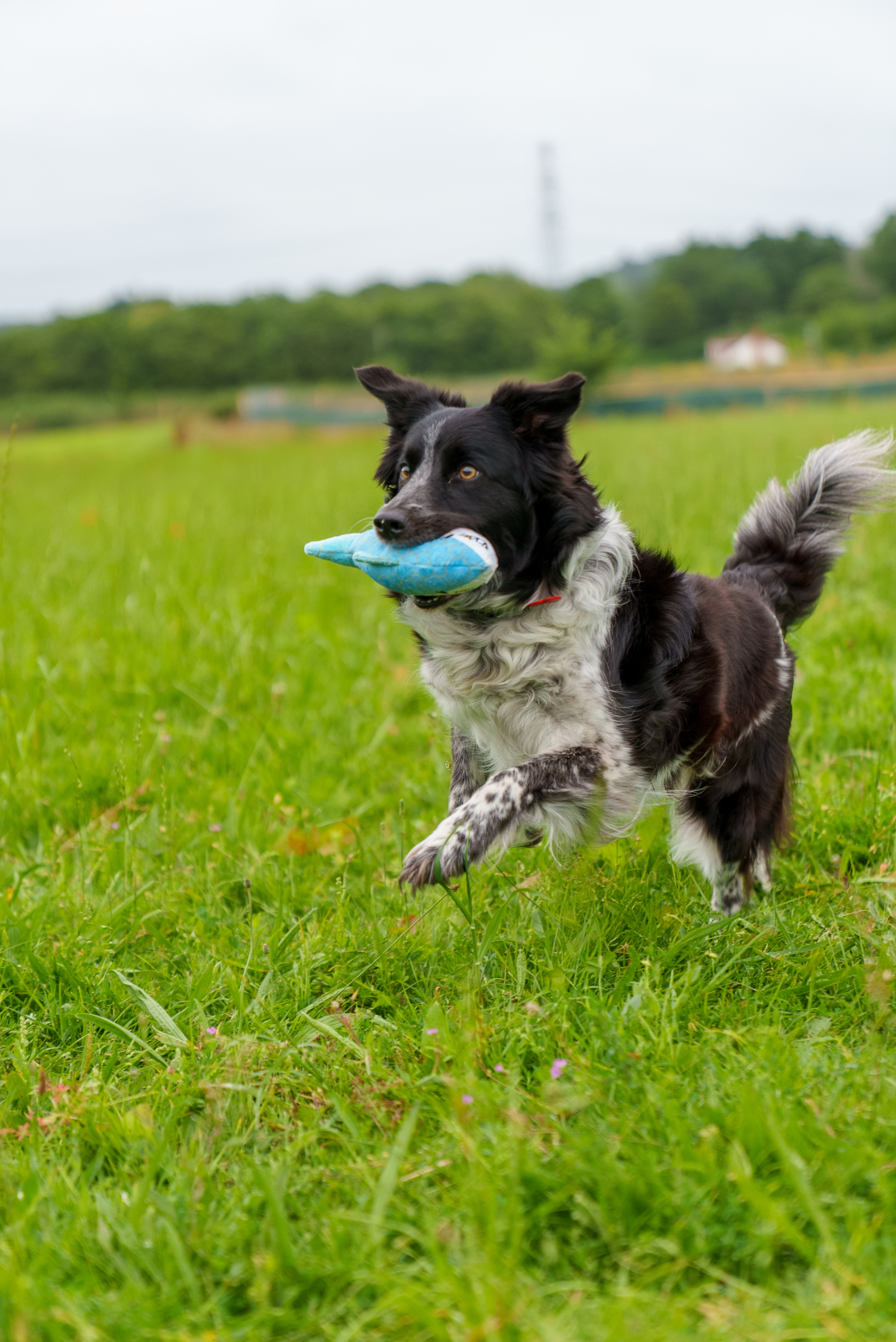 Bite Force Kevlar pehme mänguasi koertele, hai - Image 4