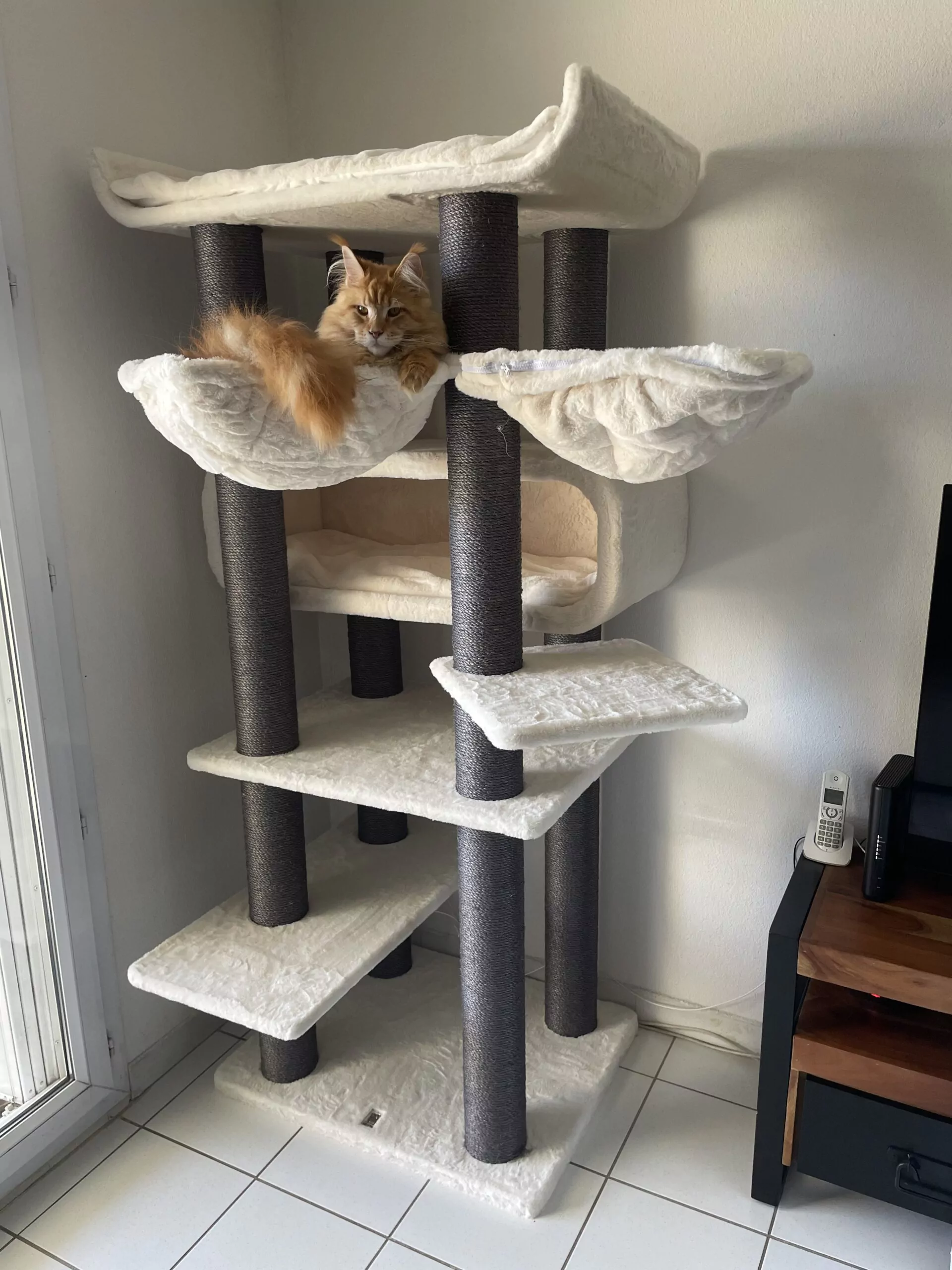 Petrebels Route 190 kraapimispuu kassidele - Image 5