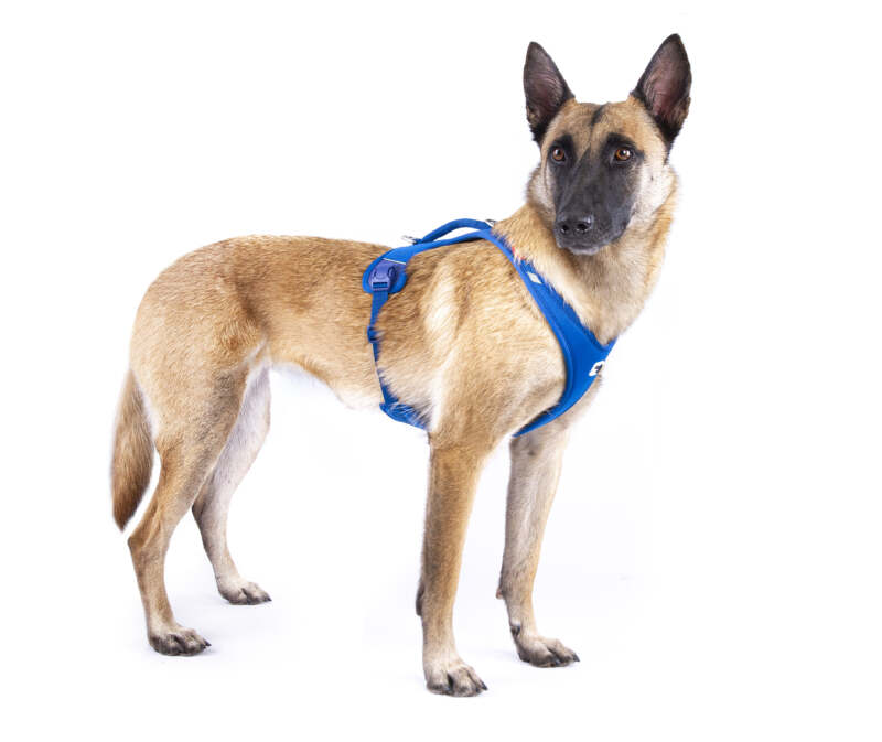 Curli Belka Air-Mesh traksid suurtele koertele - Image 11